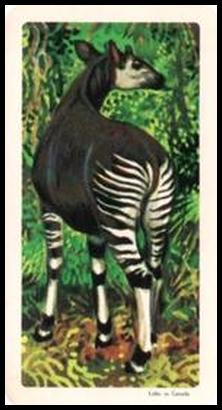36 Okapi